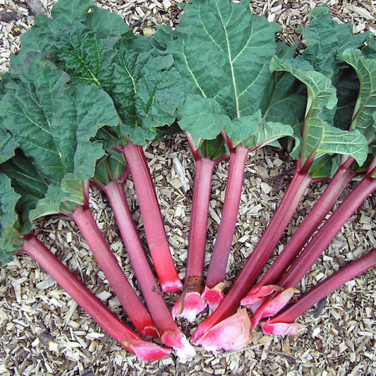 1 Siberian Rhubarb Extract 20:1 - 120 Capsules
