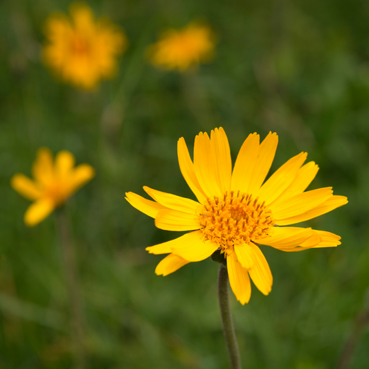 2 Arnica Extract - Two Ingredients