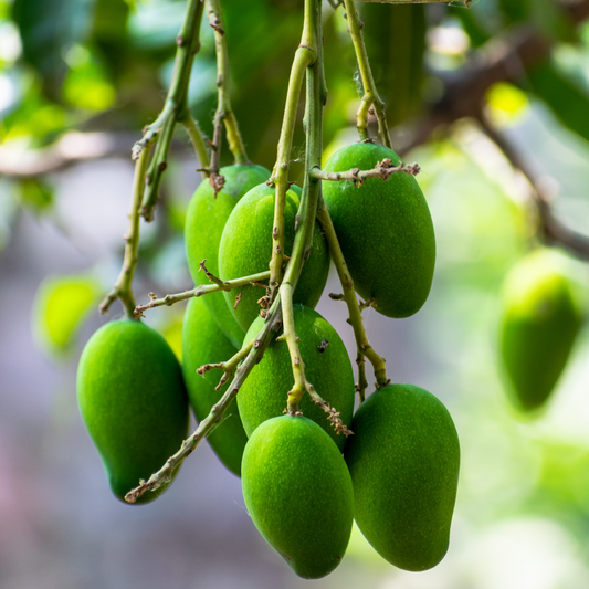 1 African Mango Extract 10:1- 120 Capsules