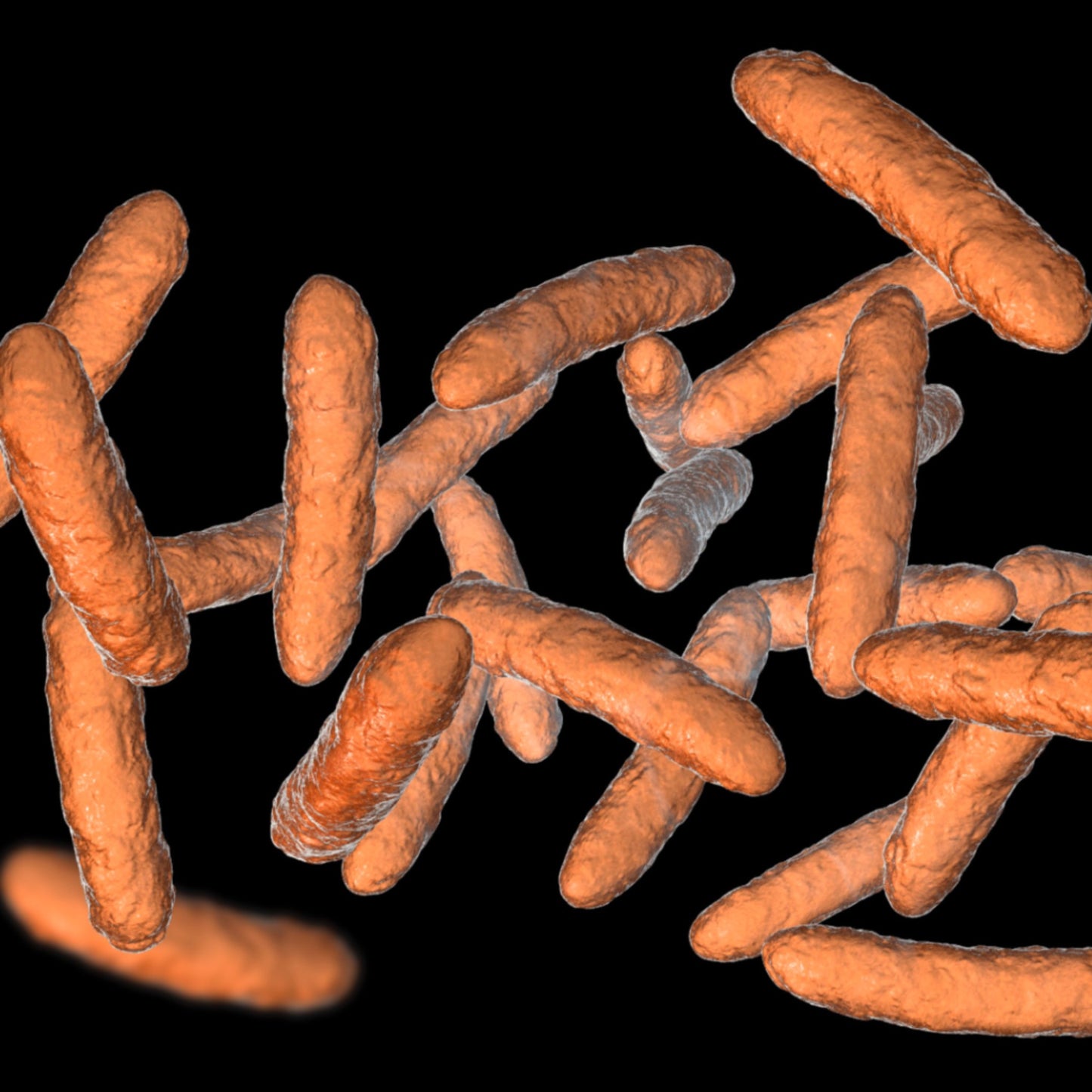 2 Bifidobacterium Brevis (20 Billon CFUs) - Two Ingredients