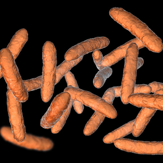 3 Bifidobacterium Brevis (20 Billon CFUs) - Three Ingredients