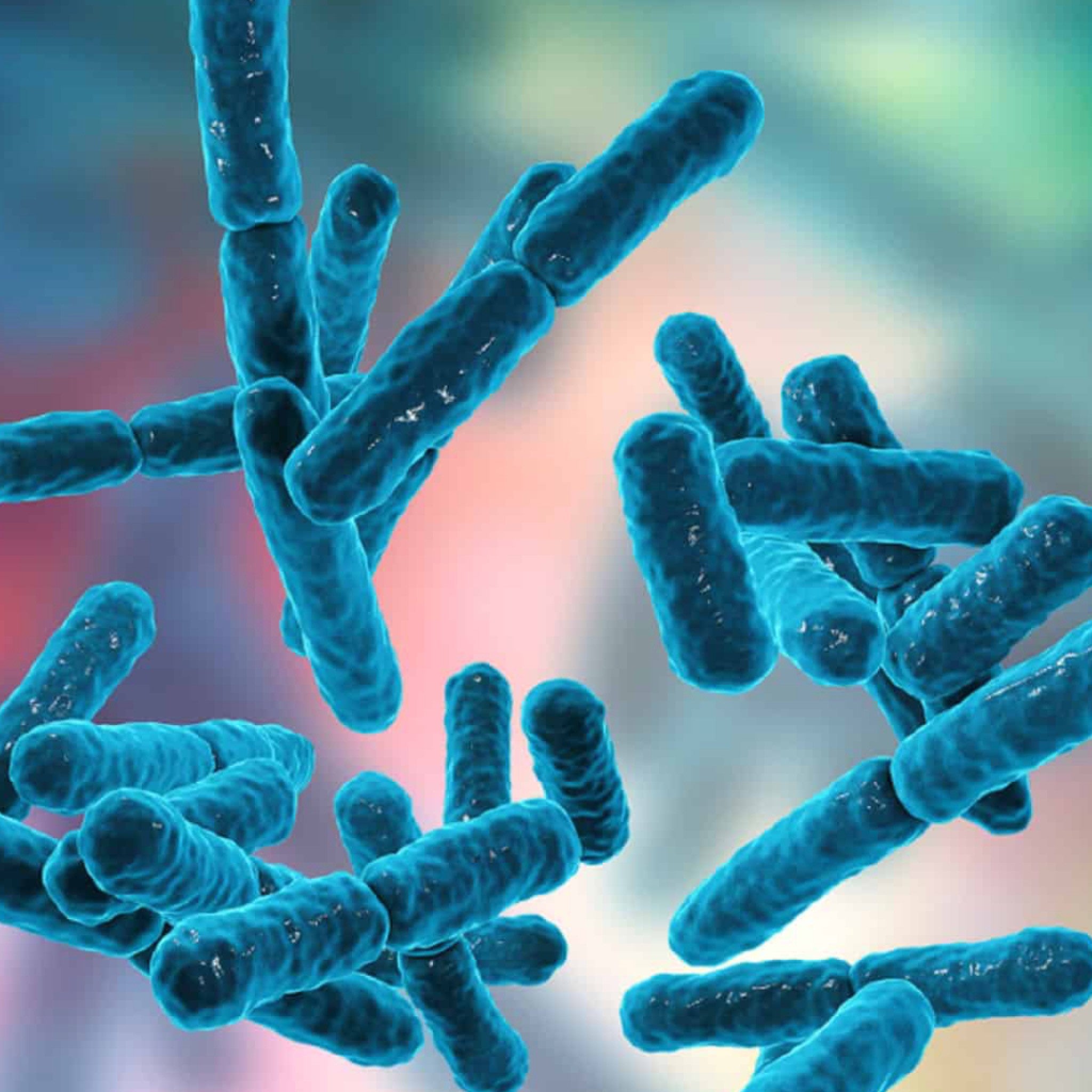 Живые бифидобактерии. Бифидобактерии лонгум. Пробиотики Lactobacillus. Pseudomonas syringae. Бактерия.