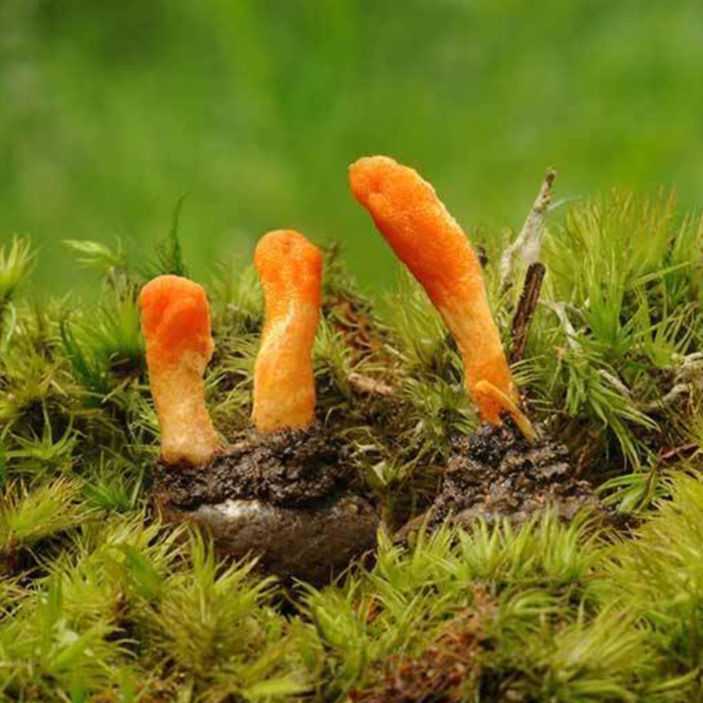 3 Cordyceps Mushroom 40% Polysaccarides - Three Ingredients
