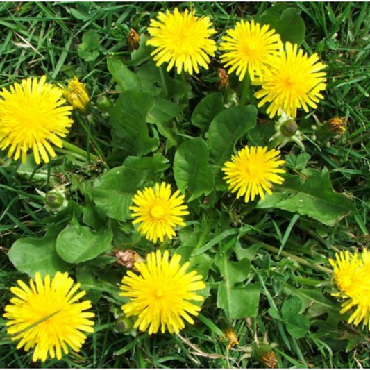 2 Dandelion Root Extract - Two Ingredients