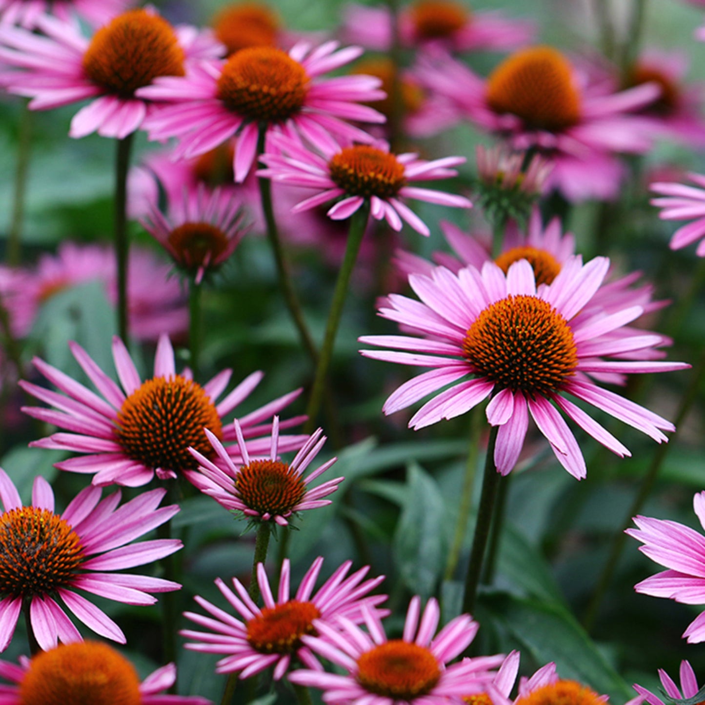 4 Echinacea Extract - Four Ingredients