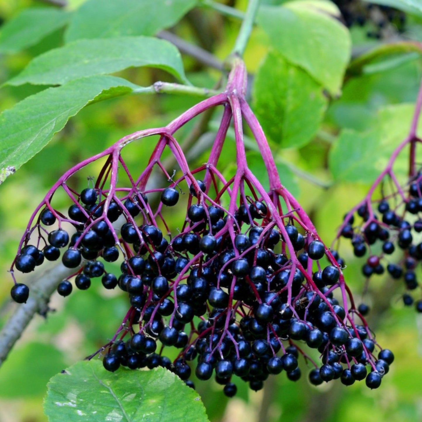 1 Elderberry Fruit Extract 10:1 - 120 Capsules