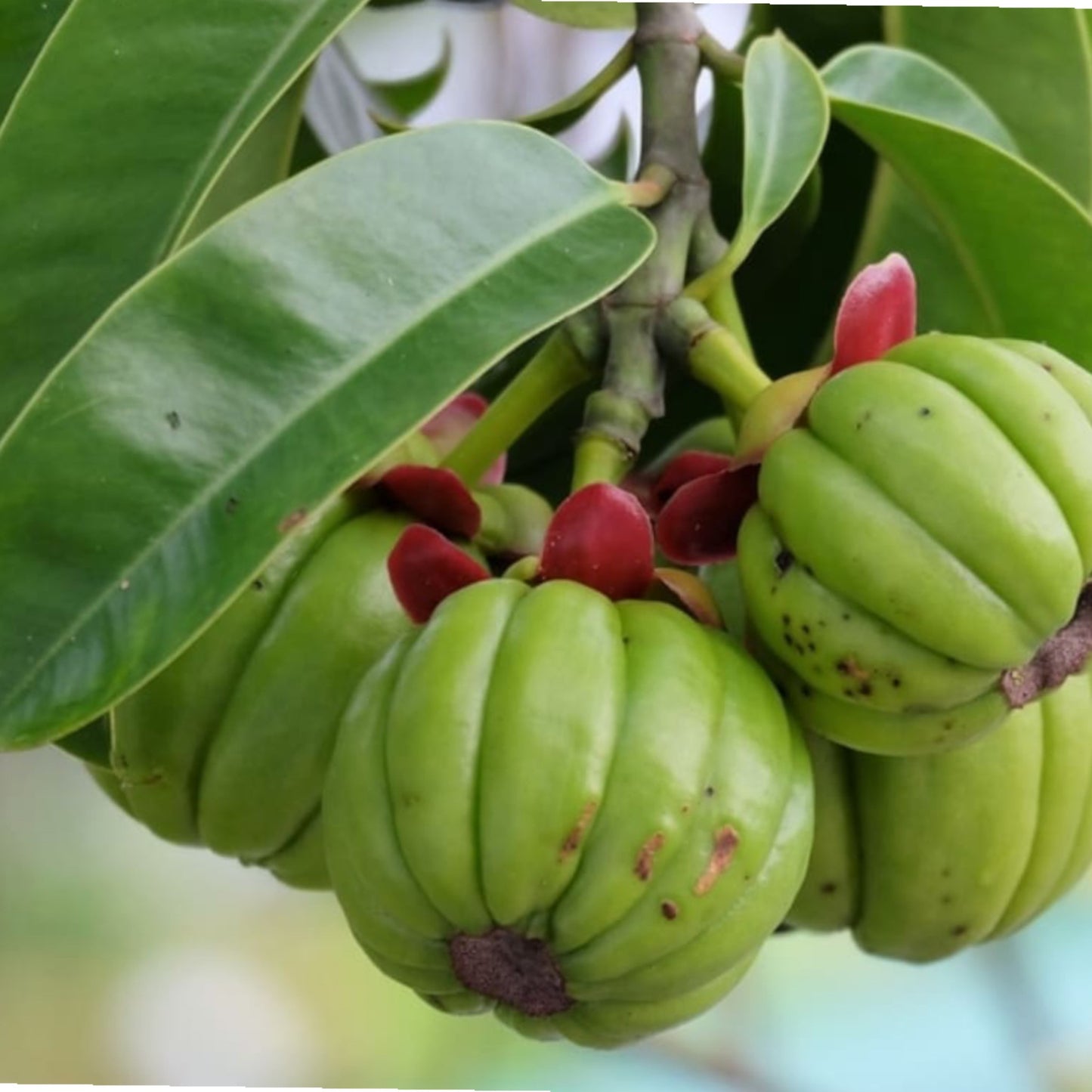 3 Garcinia Gambogia Extract (60% Hydroxycitric Acid) - Three Ingredients