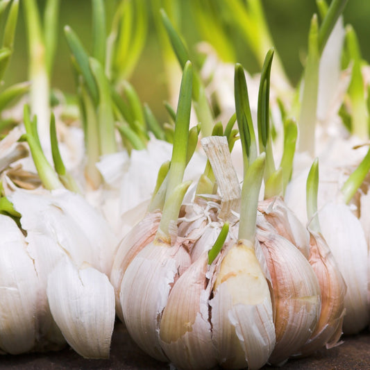 4 Garlic (Granulated) - Four Ingredients