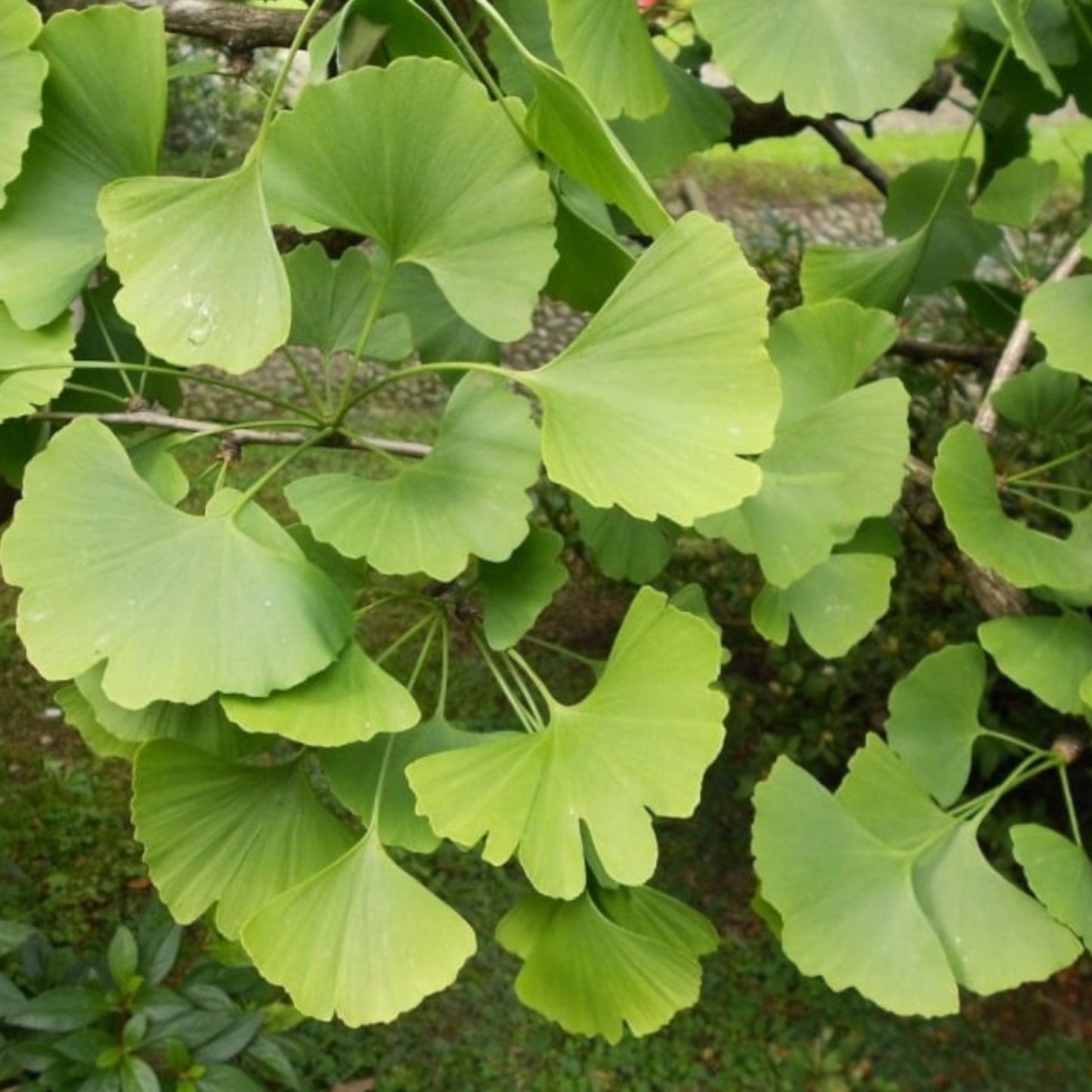 4 Ginkgo Biloba Extract - Three Ingredients