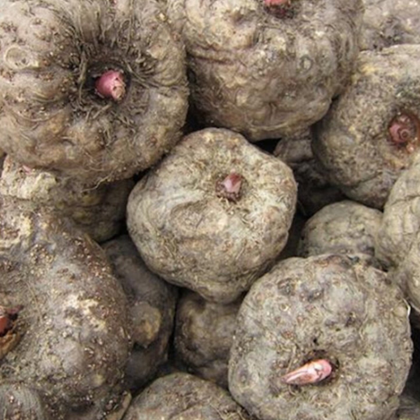 4 Glucomannan (Konjac Root) - Four Ingredients