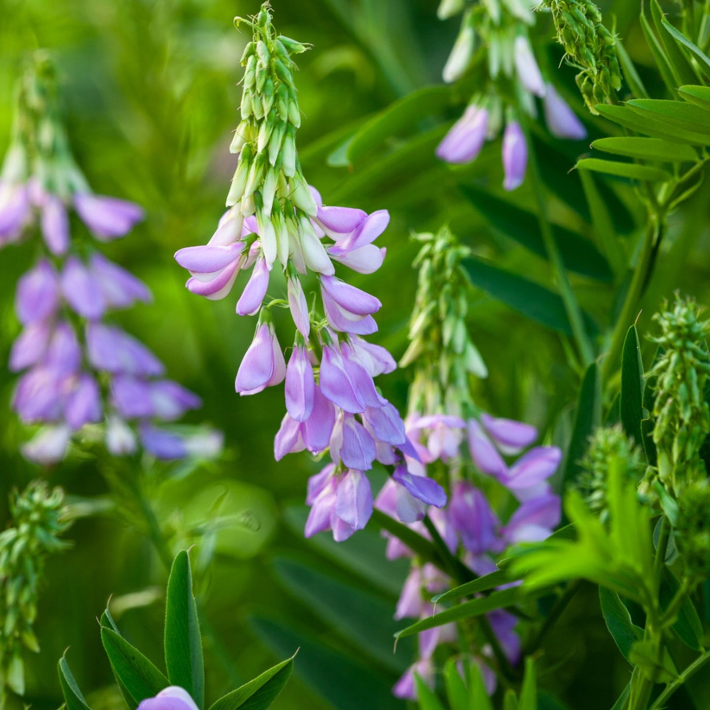 3 Goat's Rue Extract - Three Ingredients