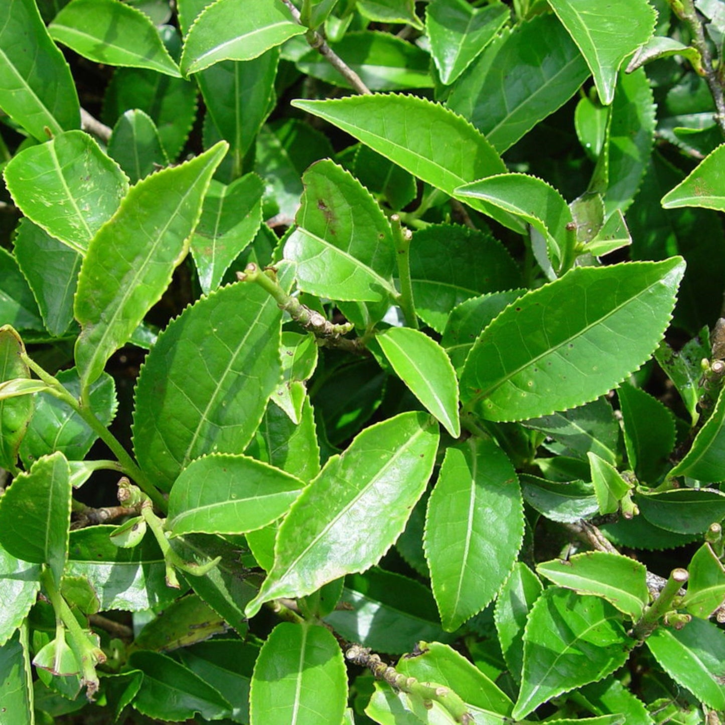 1 Green Tea Extract 50% Polyphenol, 50% EGCG - 120 Capsules