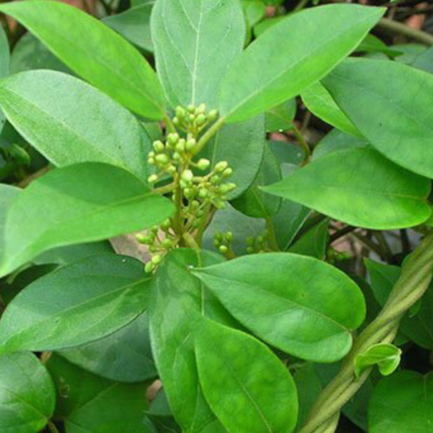 1 Gymnema Sylvestre Leaf Extract 25% Gymnemic Acid- 120 Capsules