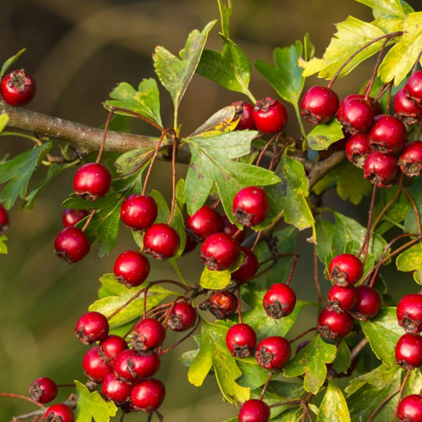 3 Hawthorn Berry Extract 20:1 - Three Ingredients