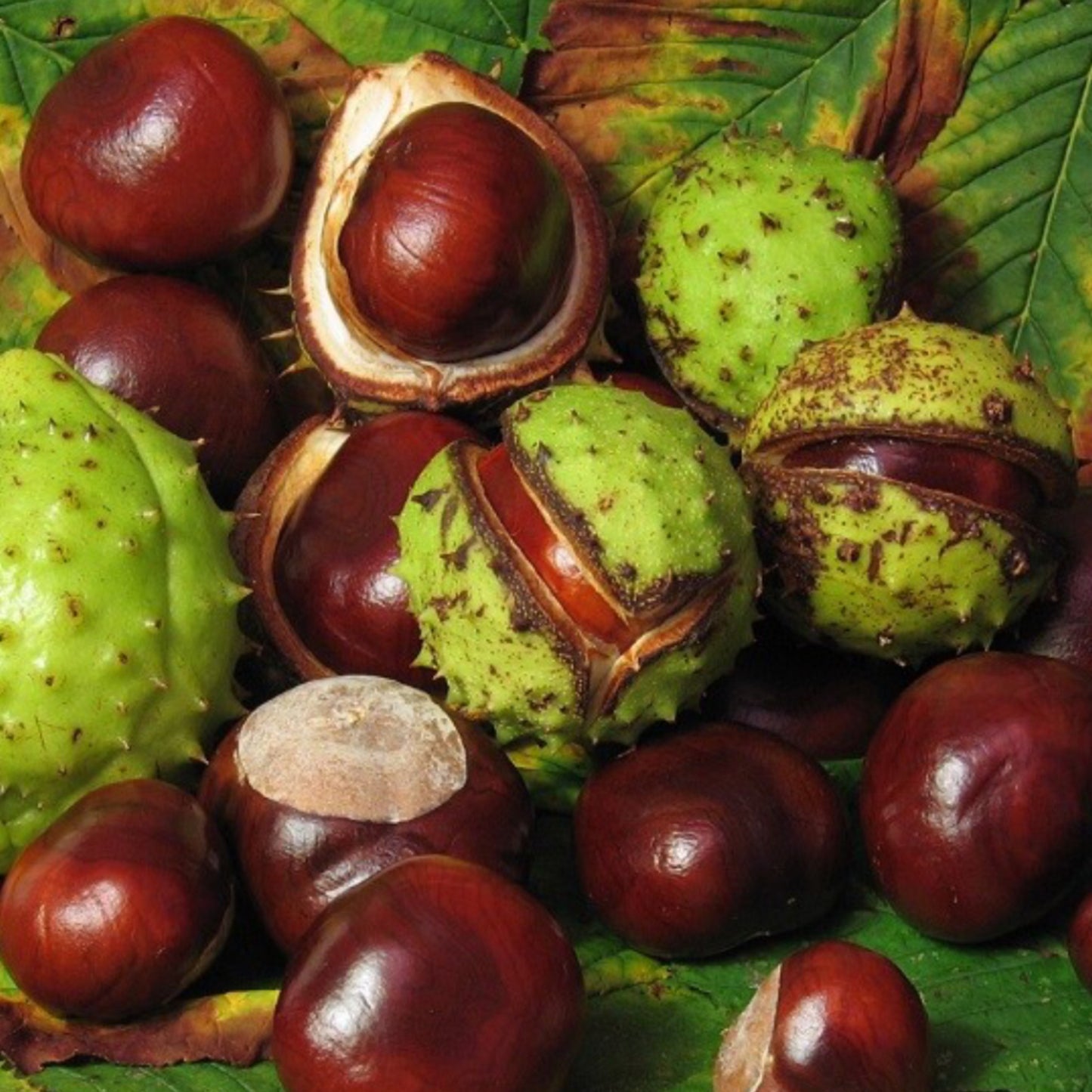 4 Horse Chestnut Extract 20% Aescin - Four Ingredients