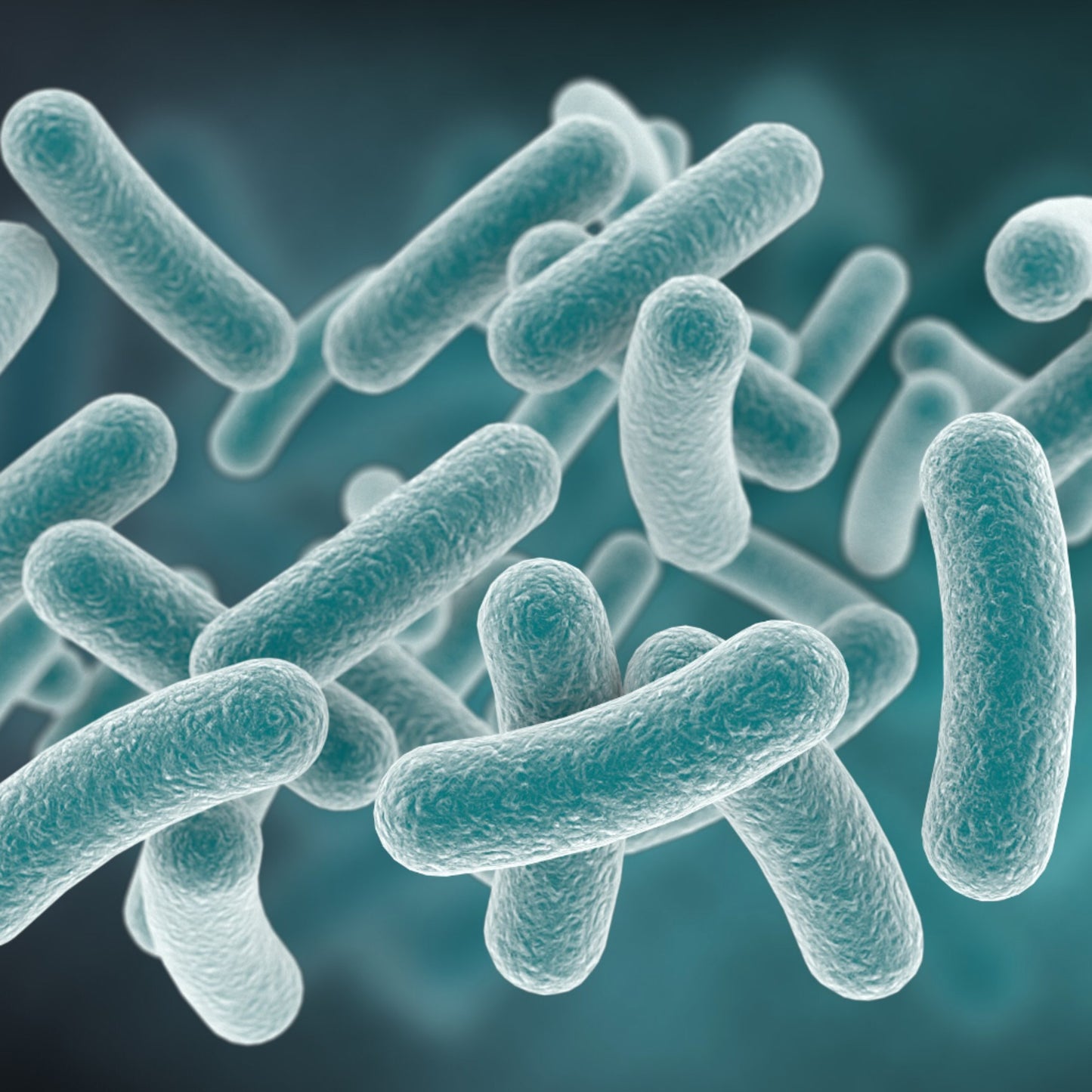 2 Lactobacillus Casei (20 Billion CFUs) - Two Ingredients