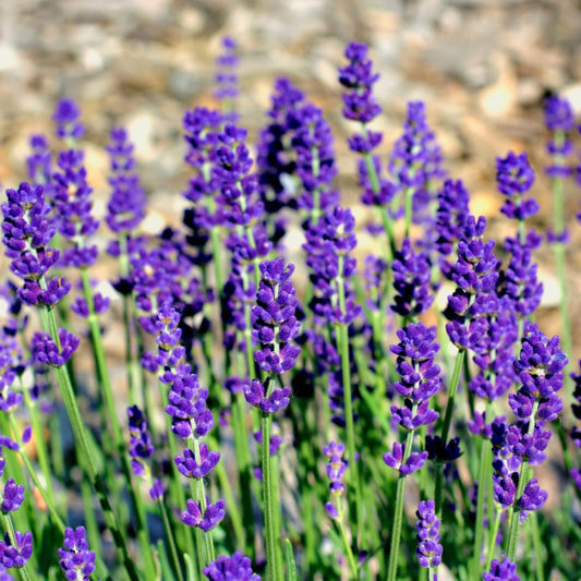 3 Lavender Flower - Three Ingredients