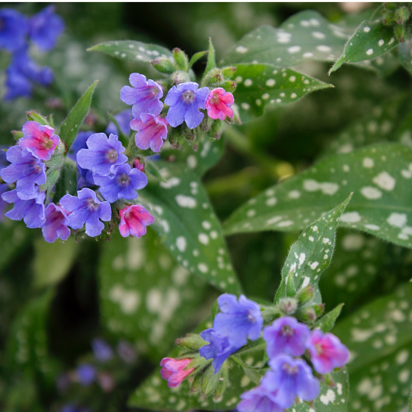 4 Lungwort Extract 20:1 (Pulmonaria Officinalis) - Four Ingredients