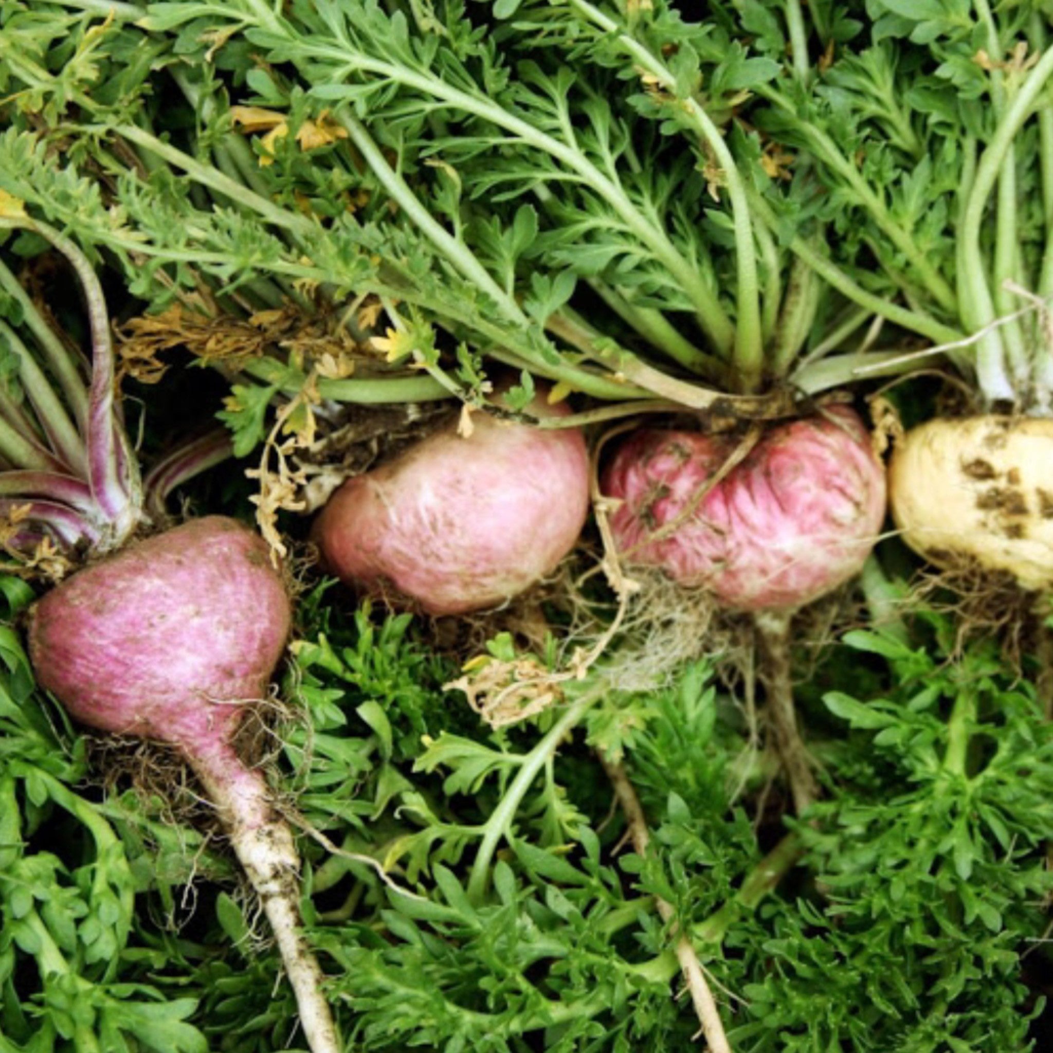 Maca. Lepidium meyenii. Лепидиум мака. Мака Перуанская, клоповник. Перуанский корнеплод мака.