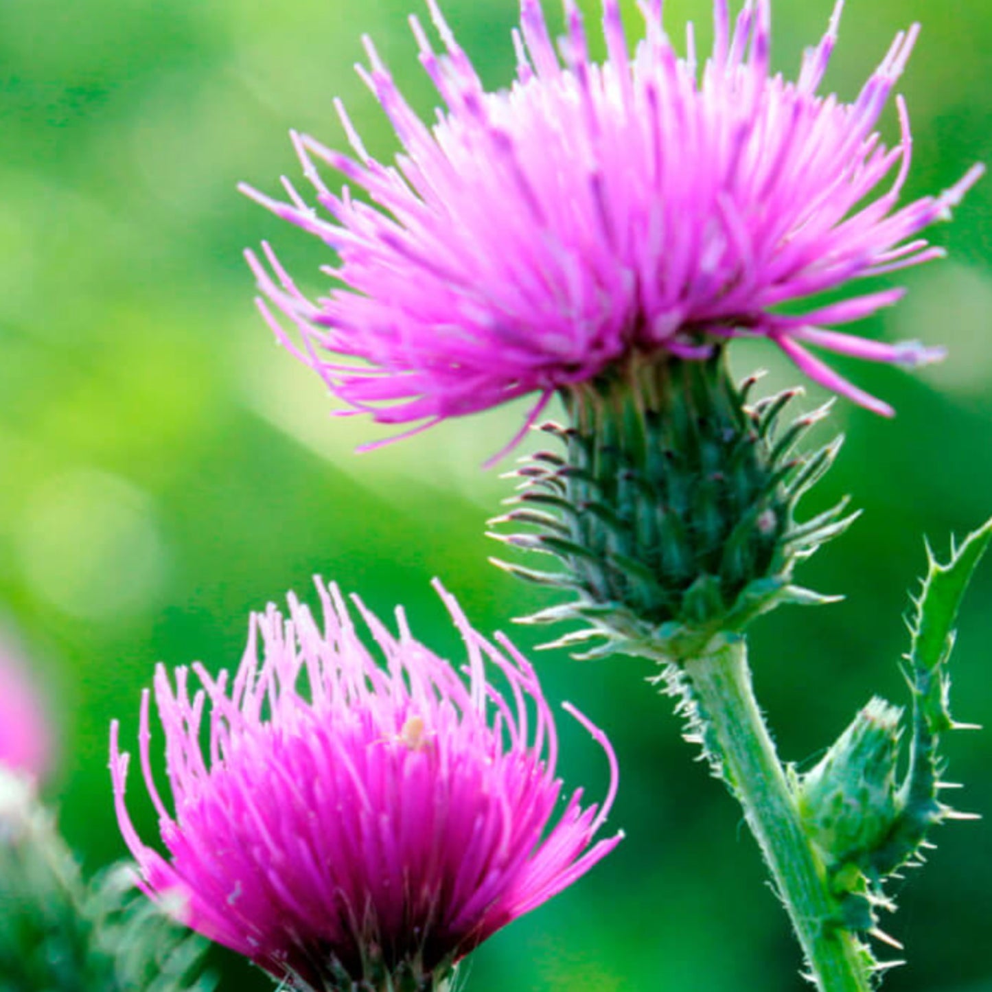 1 Milk Thistle Extract 80% Silymarin - 120 Capsules