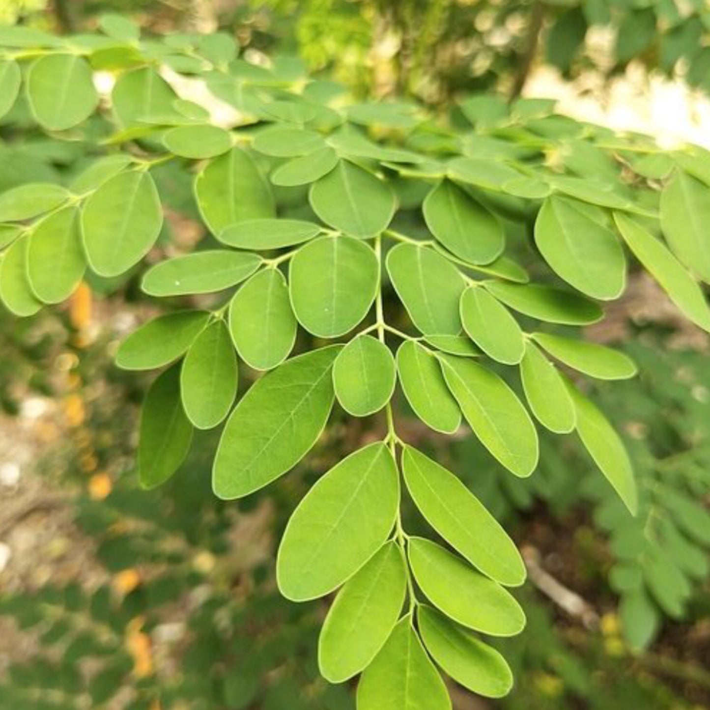 3 Moringa Oleifera Extract - Three Ingredients