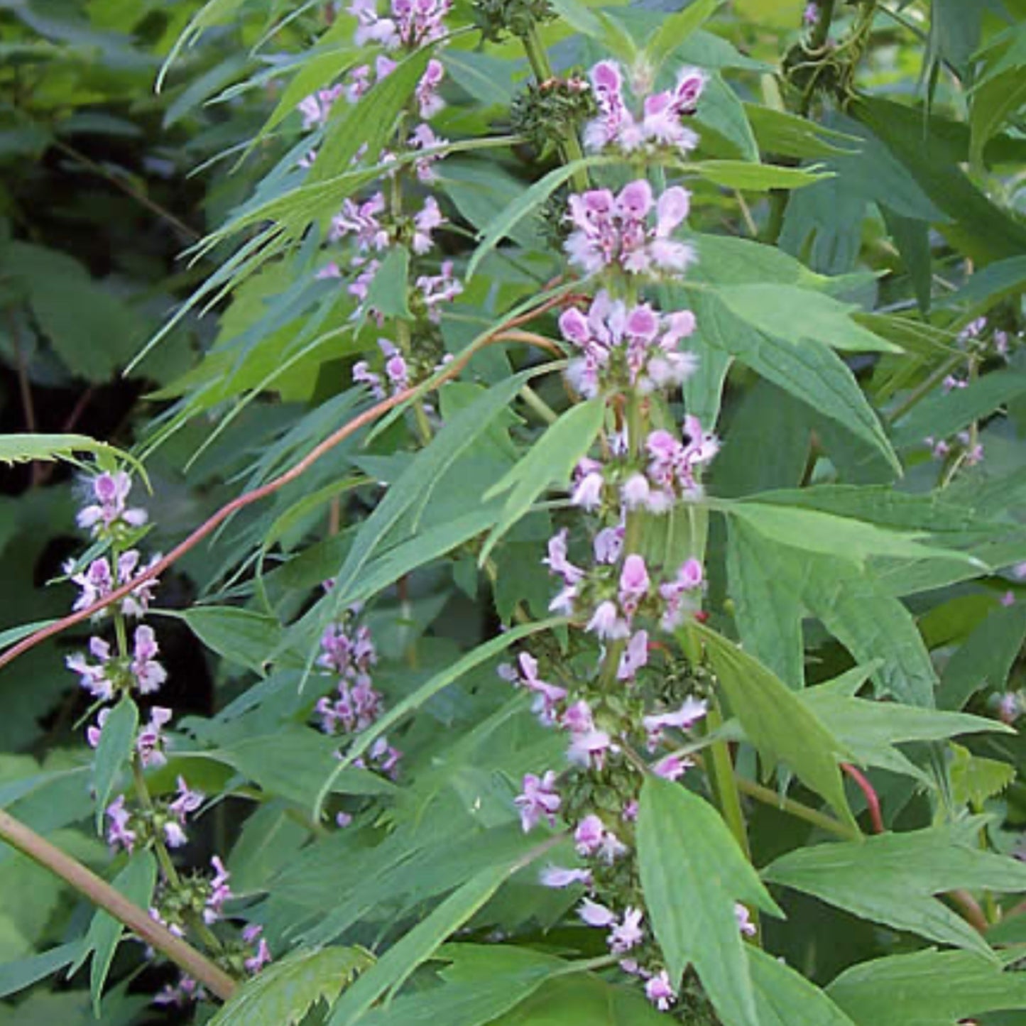 3 Motherwort Extract 10:1 - Three Ingredients