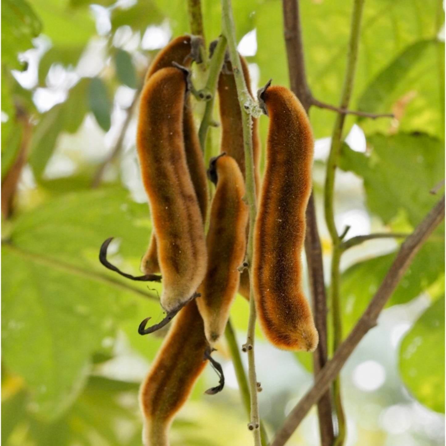 4 Mucuna Pruriens Extract 20:1 - Four Ingredients