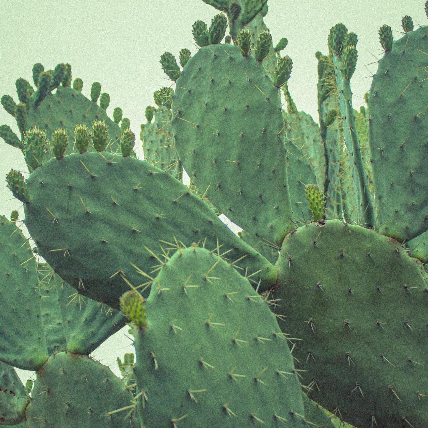 1 Nopal Organic Cactus - 120 Capsules