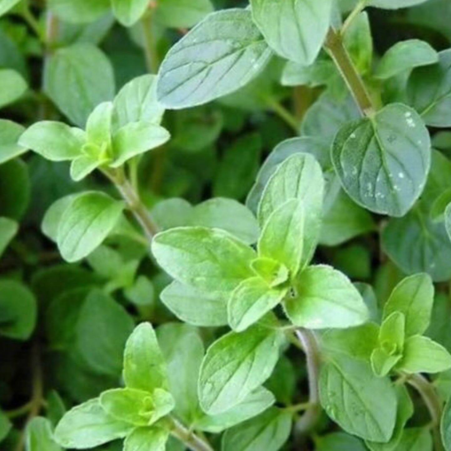 2 Oregano Extract 20:1 - Two Ingredients