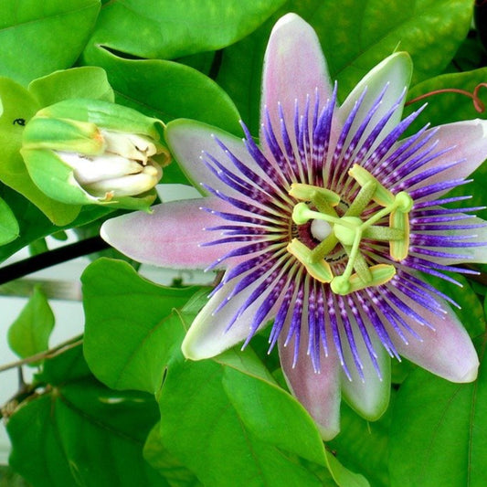 2 PassionFlower Extract 4:1 - Two Ingredients