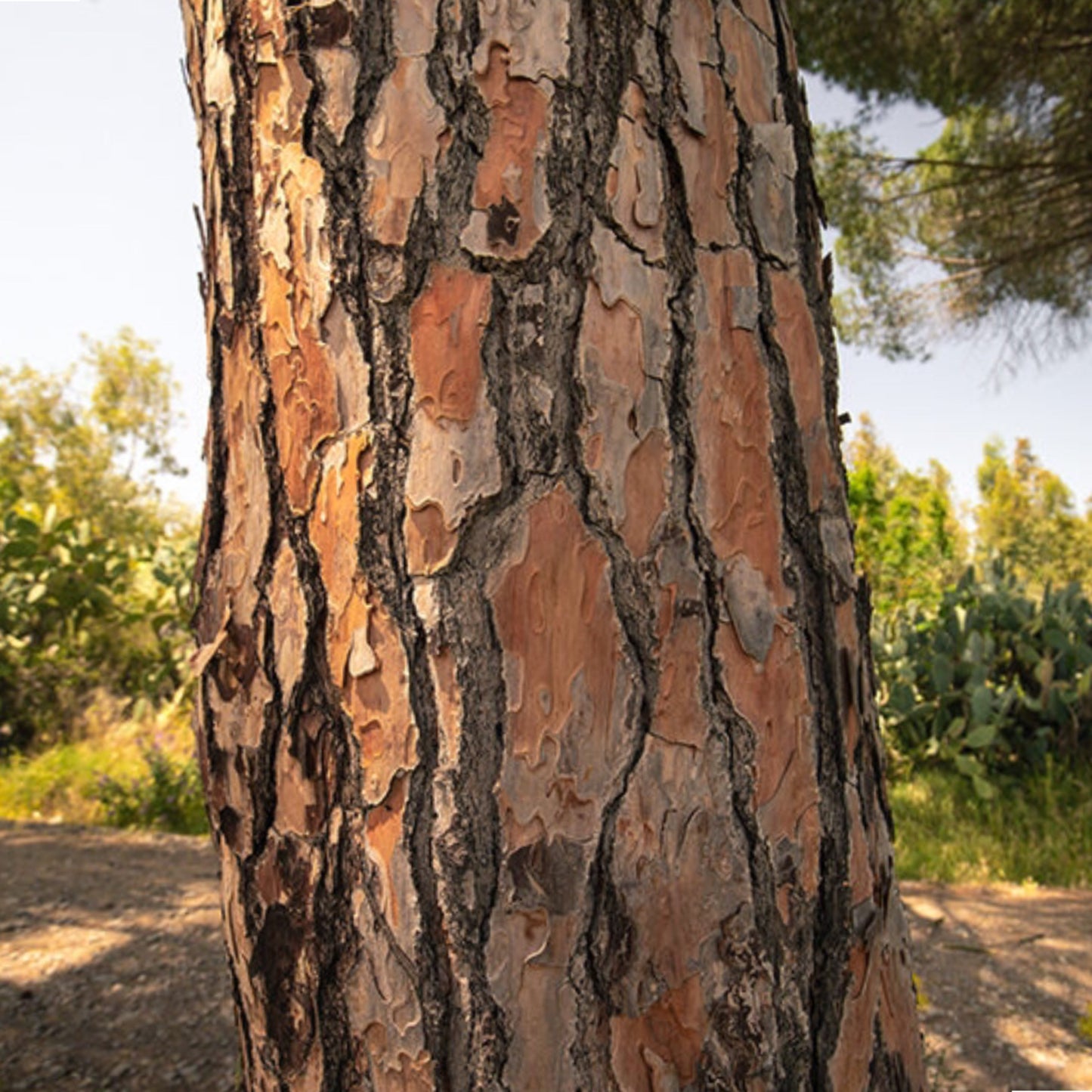 1 Pine Bark Extract 98% Proanthocyanadins - 120 Capsules