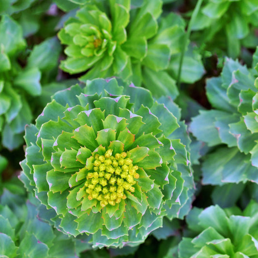 2 Rhodiola Rosea Extract (1% Salidrosides & 3% Rosavins) - Two Ingredients