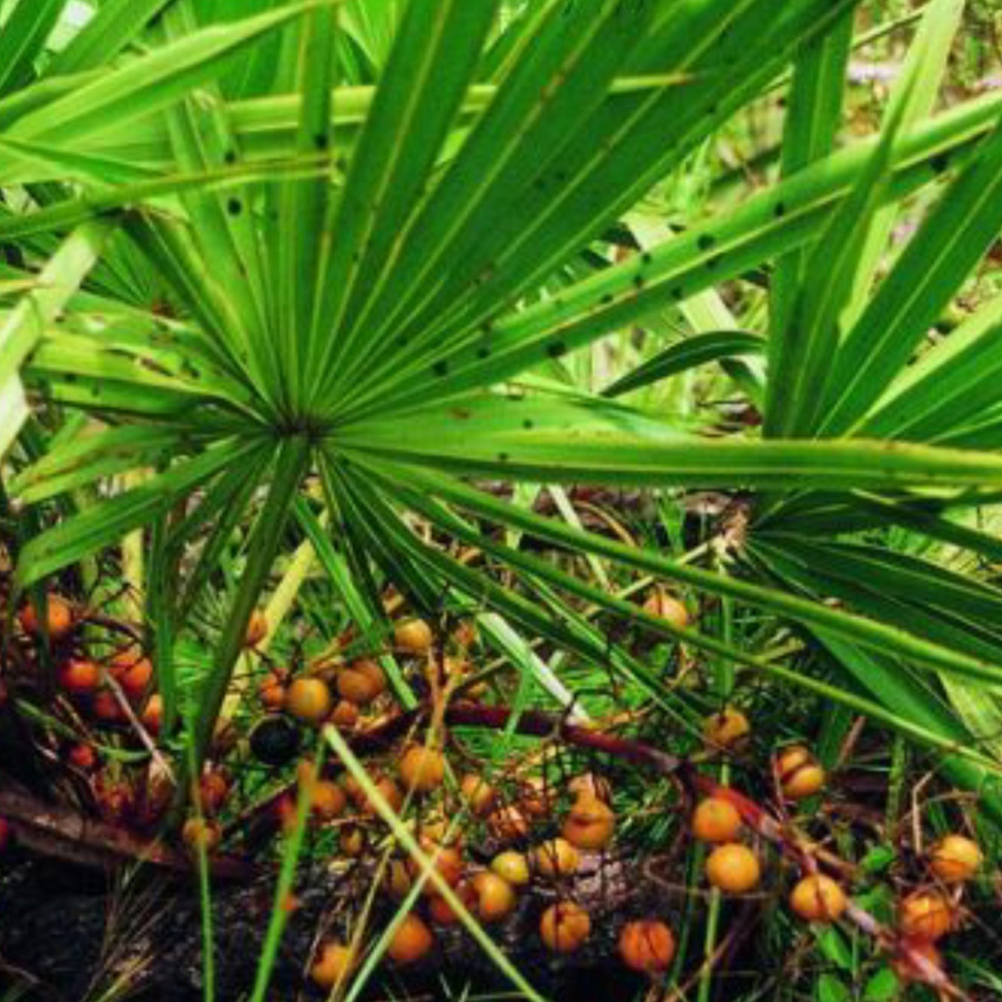 3 Saw Palmetto Extract - Three Ingredients