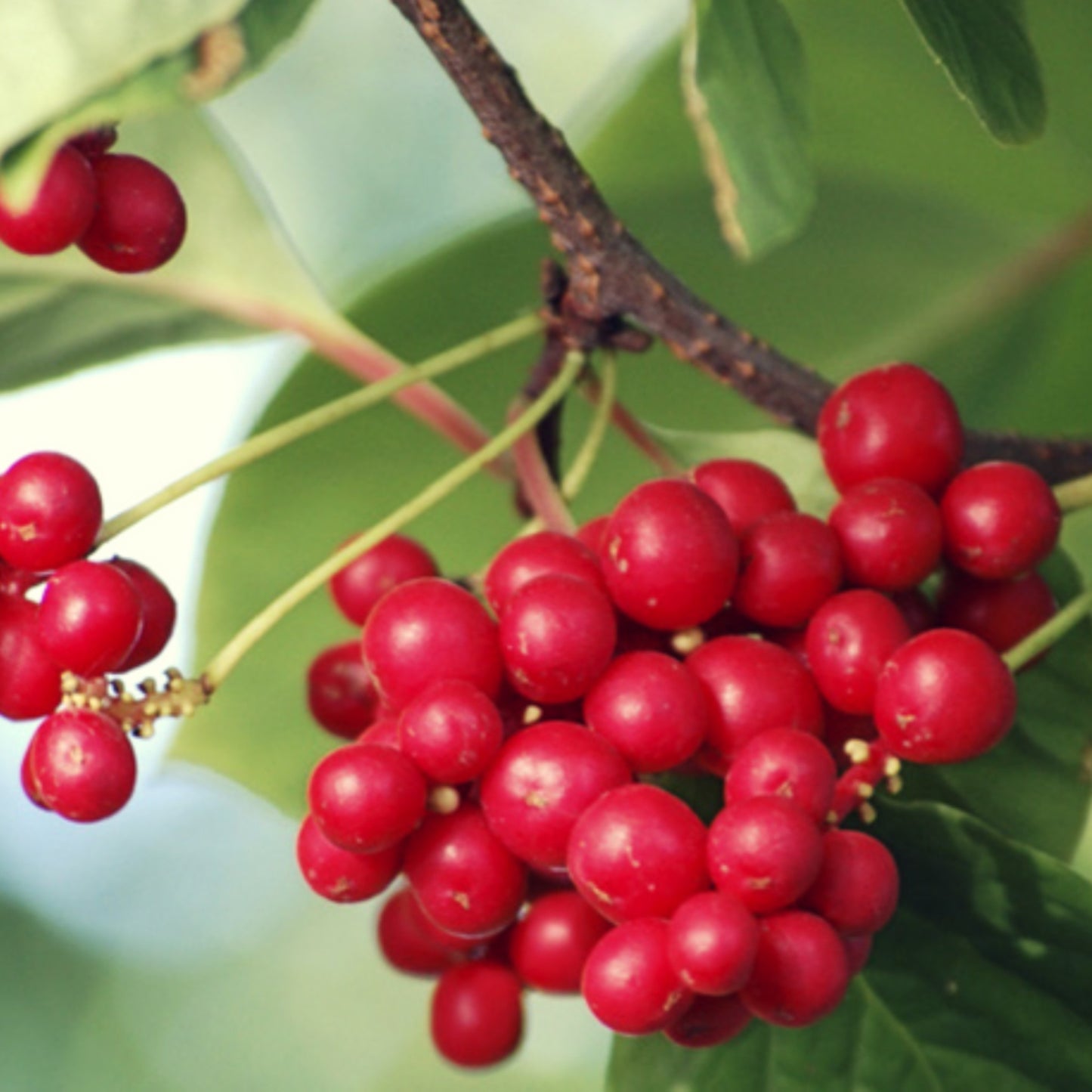 3 Schisandra Berry - Three Ingredients