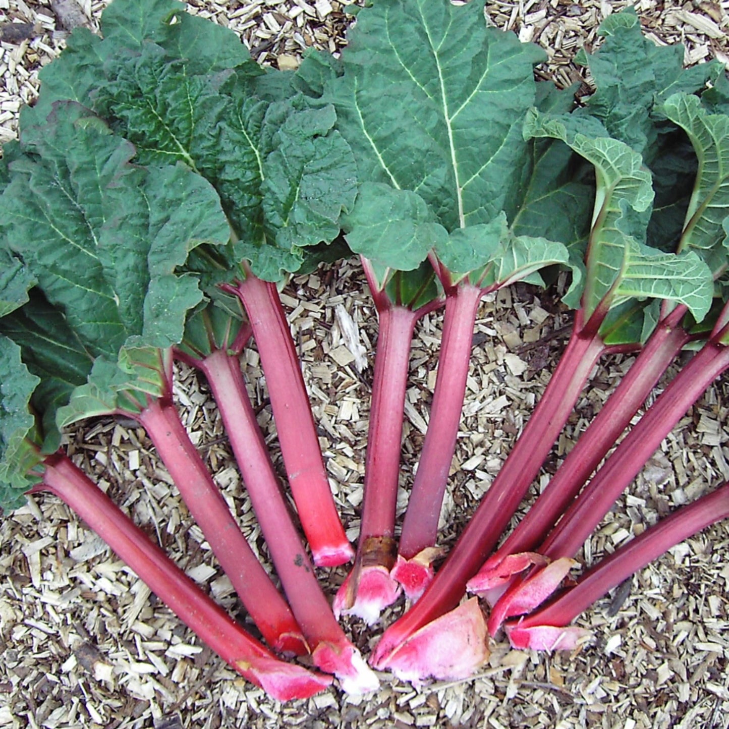 4 Siberian Rhubarb Extract 20:1 - Four Ingredients