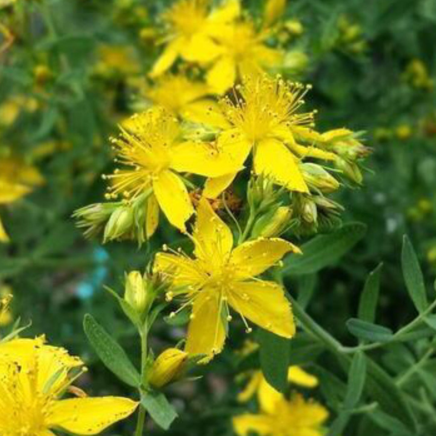 4 St. John's Wort Extract 20:1 - Four Ingredients