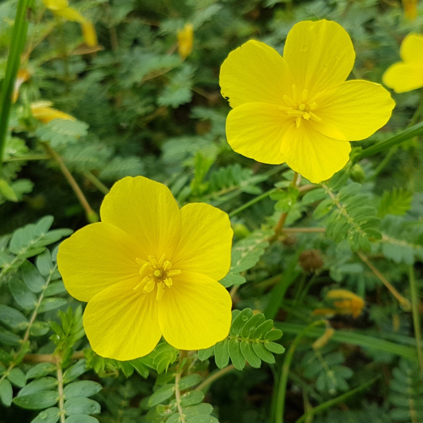 4 Tribulus Terrestris 45% Saponins - Four Ingredients