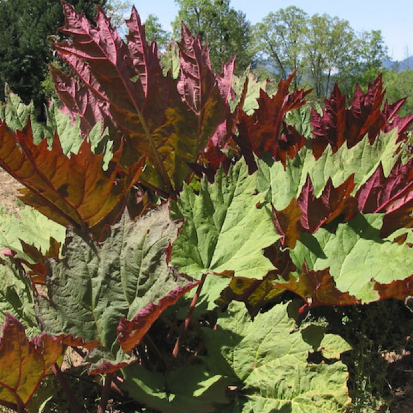 3 Turkey Rhubarb Root - Three Ingredients