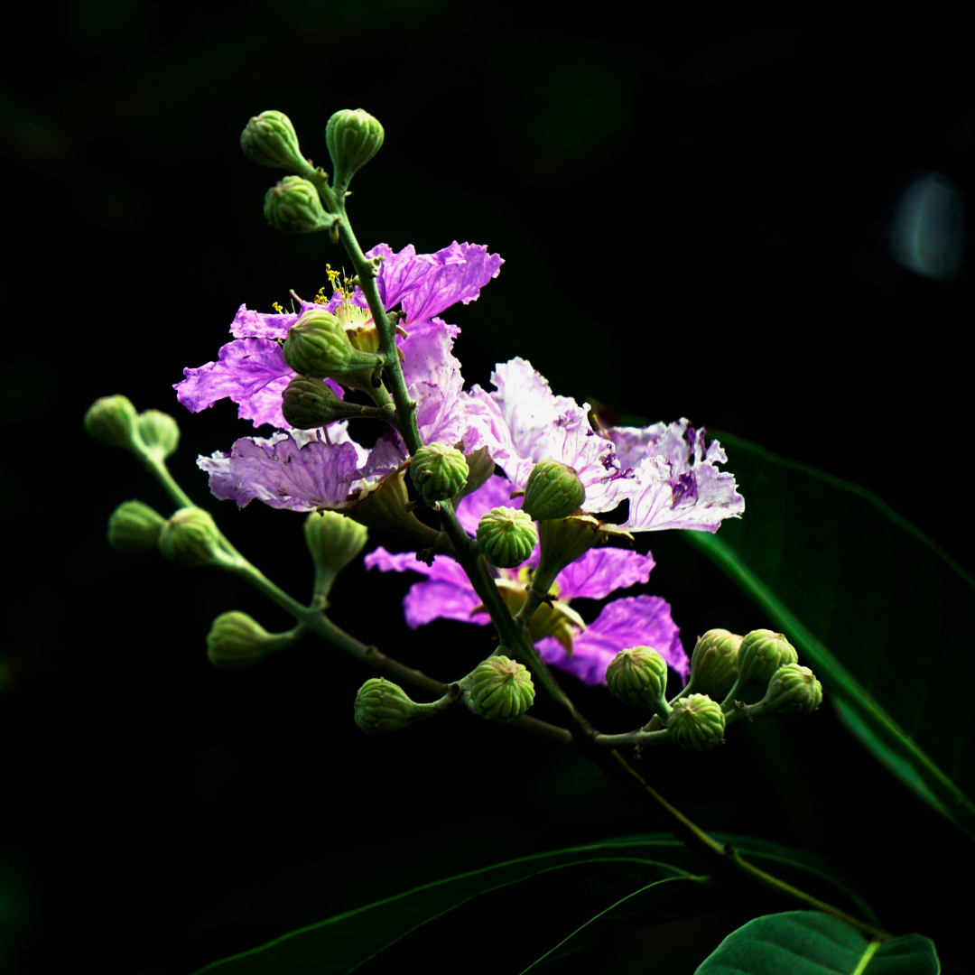 3 Banaba Leaf Extract 2% Corosolic Acid- Three Ingredients