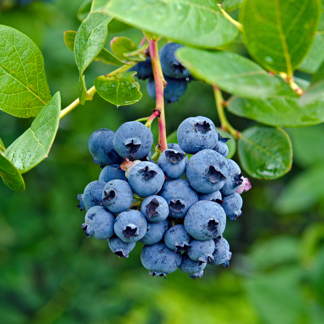 4 Blueberry Extract 10:1 - Four Ingredients