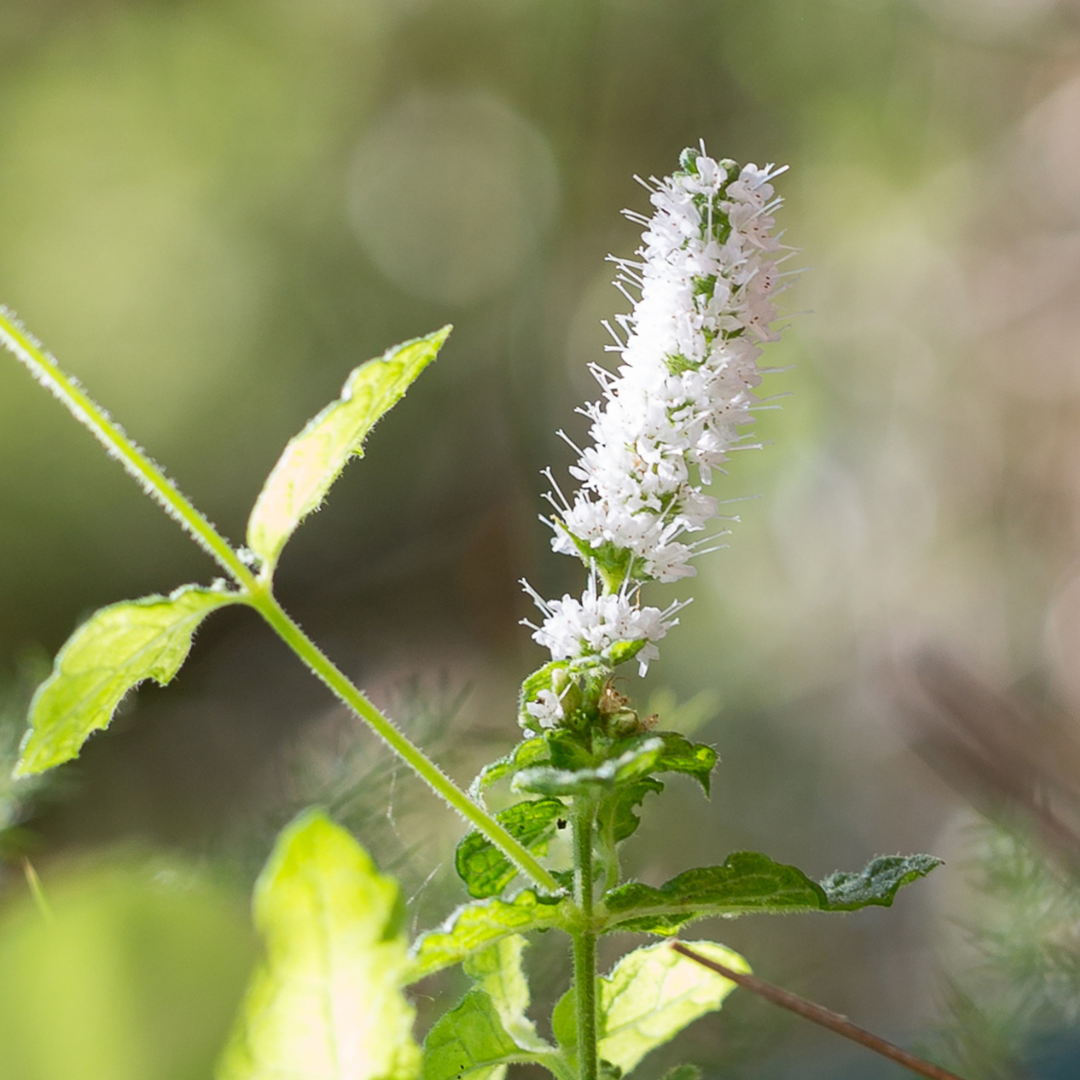 4 Black Cohosh Extract (rich in triterpene glycosides) - Four Ingredients