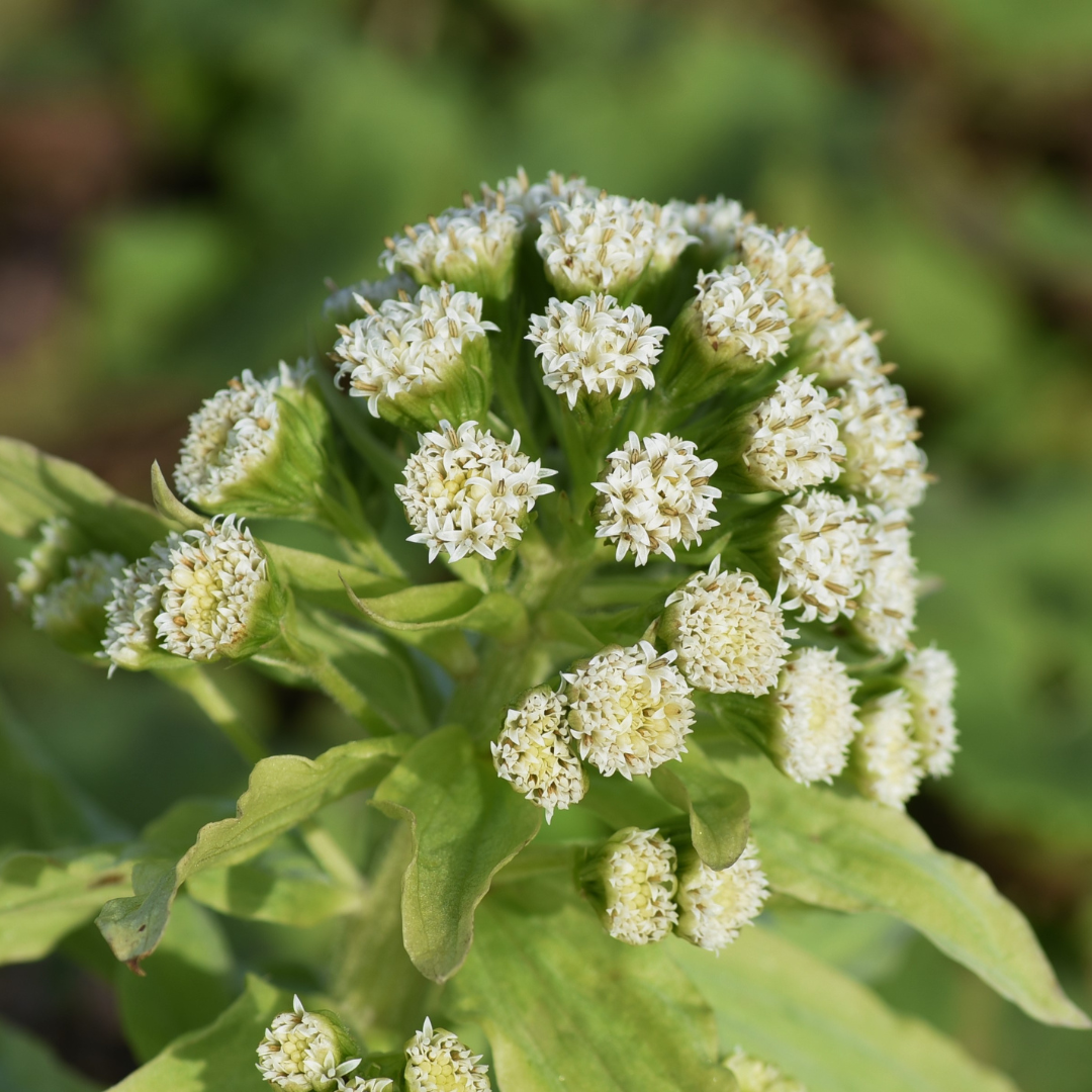 1 Butterbur Extract 10:1 (Petasites Japonicus) - 120 capsules