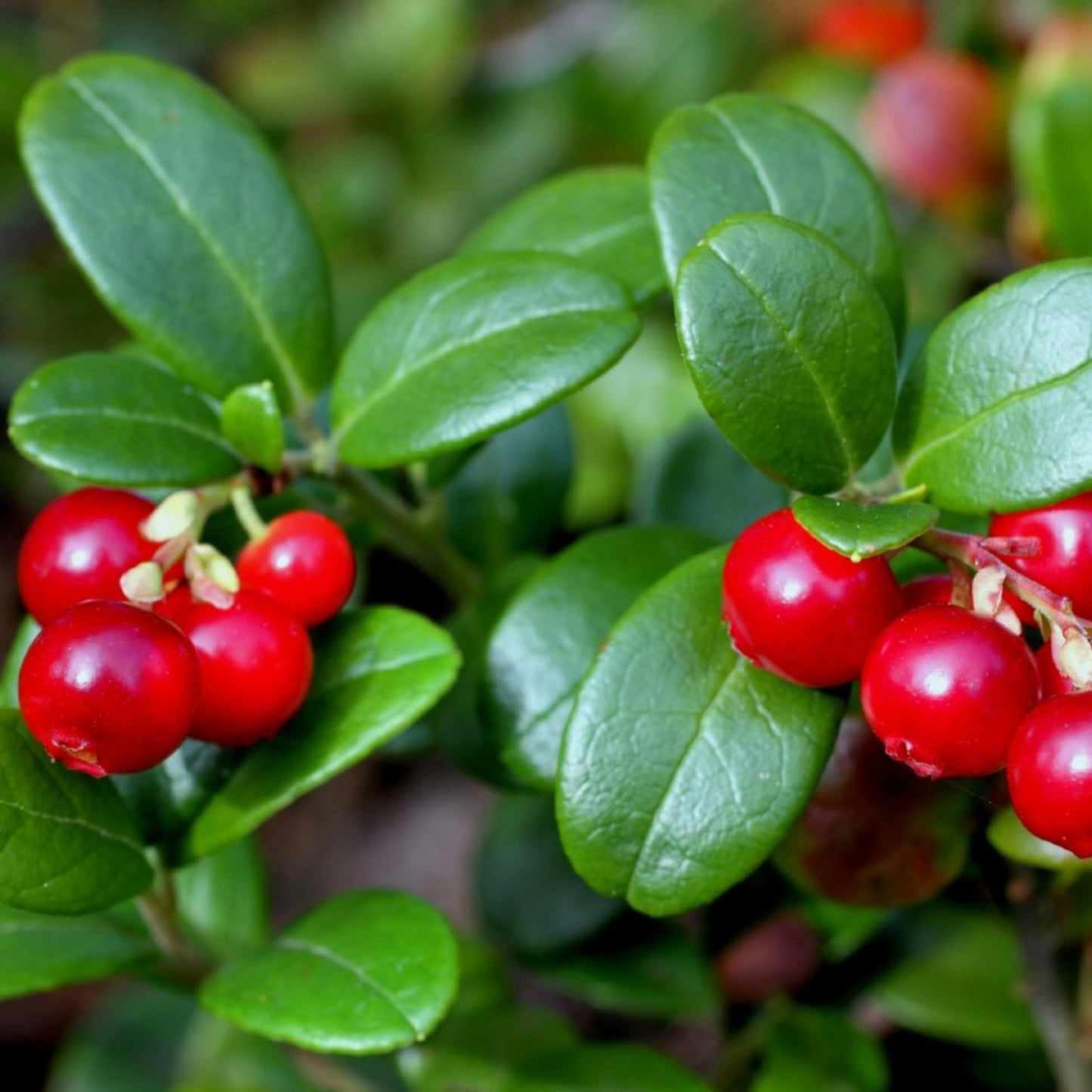 3 Uva Ursi (Bearberry) Extract 20:1- Three Ingredients