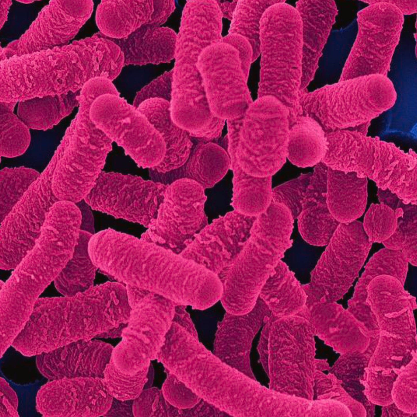 4 Lactobacillus Salivarius (20 Billion CFUs) - Four Ingredients